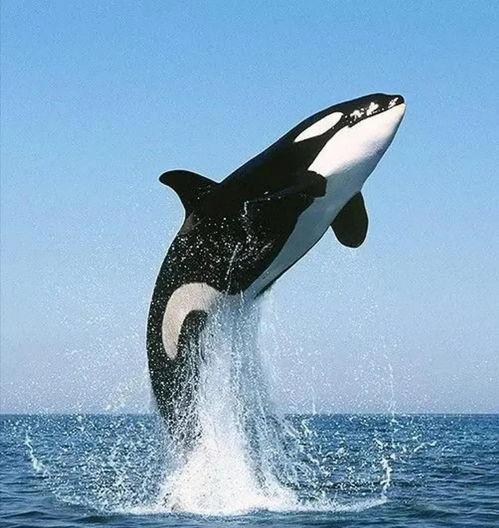 常驻虎鲸,海洋霸主的生活轨迹与智慧之谜