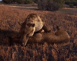 史前掠食动物,揭秘史前掠食动物的神秘世界